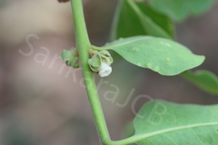 Diospyros melanoxylon